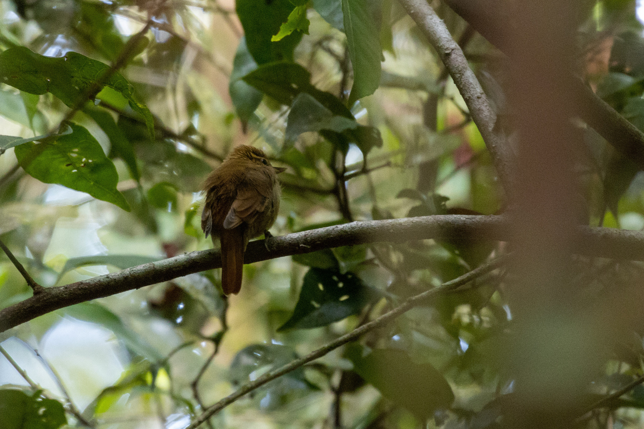 Amazonian Plain Xenops (Xenops genibarbis), photo 9
