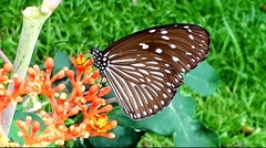 Euploea mulciber mulciber
