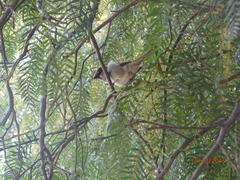 Passer domesticus