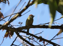 Hylophilus poicilotis