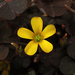 Creeping Woodsorrel - Photo (c) jacinta lluch valero, some rights reserved (CC BY-SA)