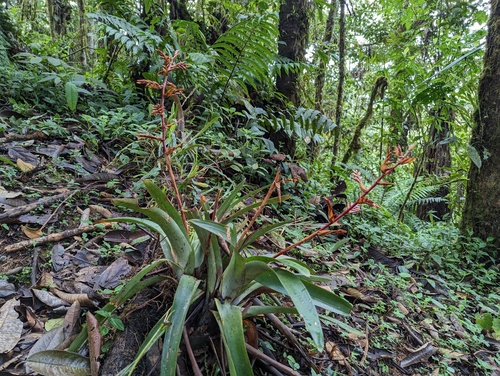 Cipuropsis truncata (Cipuropsis truncata)