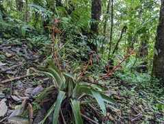 Cipuropsis microphylla (Cipuropsis)