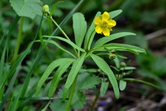 Ranunculus monophyllus