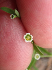 Euphorbia curtisii