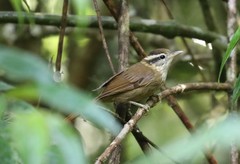 White-Browed Foliage-Gleaner photo 1