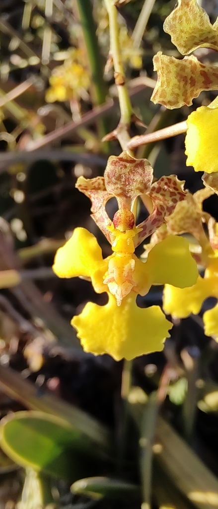 Trichocentrum leptotifolium