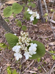 Viburnum lantanoides image
