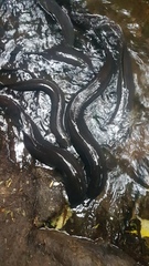 Anguilla dieffenbachii