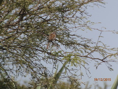 Spizella atrogularis