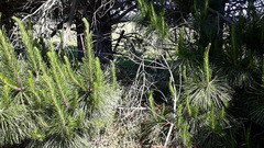Chenopodium trigonon stellulatum