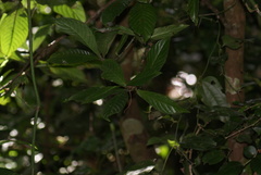 Psychotria monteverdensis image