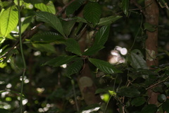 Psychotria monteverdensis