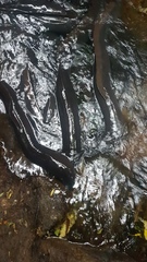 Anguilla dieffenbachii