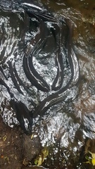 Anguilla dieffenbachii