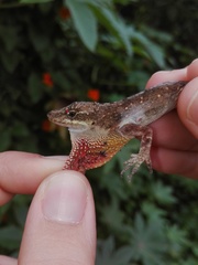 Anolis mariarum