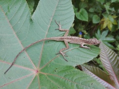 Anolis mariarum