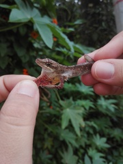 Anolis mariarum
