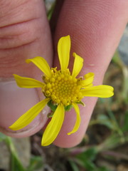 Senecio fremontii