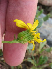 Senecio fremontii