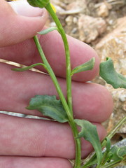 Senecio fremontii