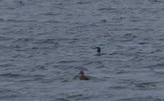 Phalacrocorax carbo image