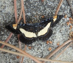 Heliomata infulata