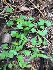 Hydrocotyle bowlesioides