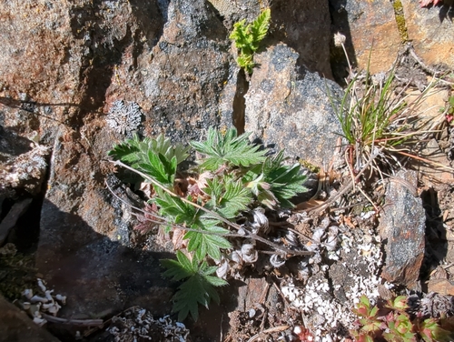 Rocky Mountain Cinquefoil (Potentilla rubricaulis)