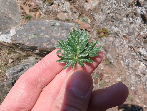 Image of Potentilla rubricaulis by (c) Matt Muir, some rights reserved (CC BY)