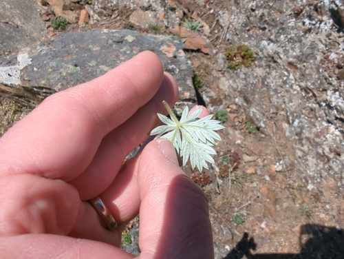 Image of Potentilla rubricaulis by (c) Matt Muir, some rights reserved (CC BY)