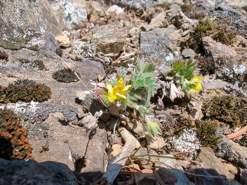 Image of Potentilla rubricaulis by (c) Matt Muir, some rights reserved (CC BY)