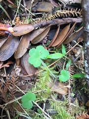 Hydrocotyle bowlesioides