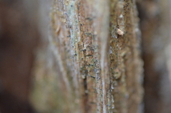 Chaenotheca xyloxena