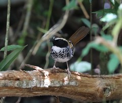 Myrmoderus loricatus