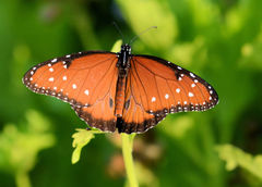 Danaus gilippus