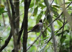 Turdus albicollis