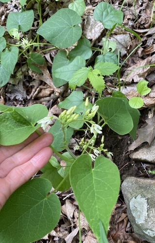 Image of Matelea baldwyniana by (c) Kate Kruesi, some rights reserved (CC BY)