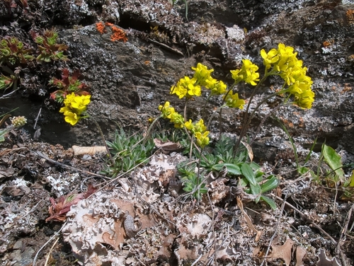 Image of Draba incerta by (c) Matt Muir, some rights reserved (CC BY)