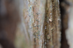 Chaenotheca xyloxena