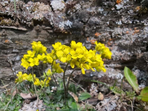 Image of Draba incerta by (c) Matt Muir, some rights reserved (CC BY)