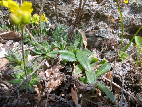 Image of Draba incerta by (c) Matt Muir, some rights reserved (CC BY)