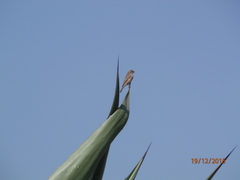 Haemorhous mexicanus