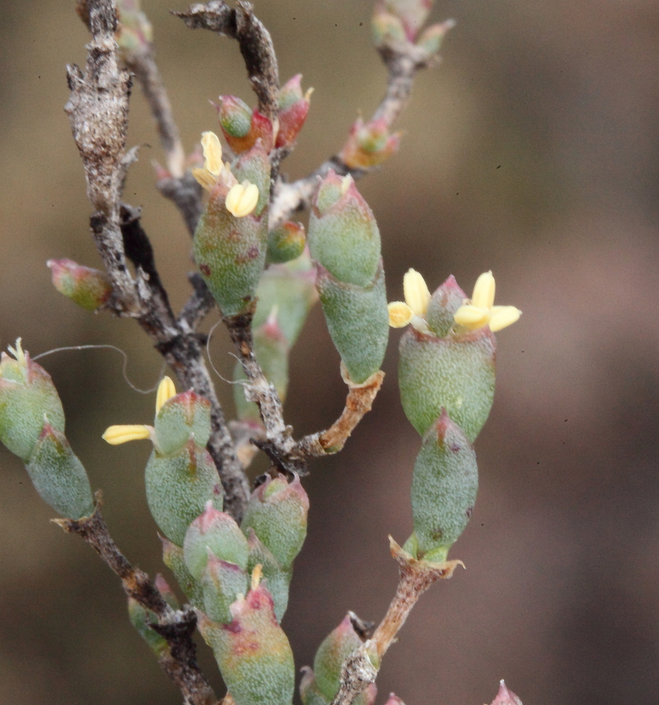 Tecticornia moniliformis
