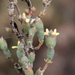 Tecticornia moniliformis - Photo (c) geoffbyrne, μερικά δικαιώματα διατηρούνται (CC BY-NC)