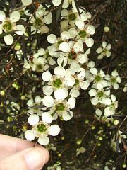 Leptospermum morrisonii