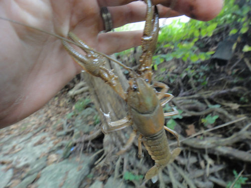 Cambarus hazardi