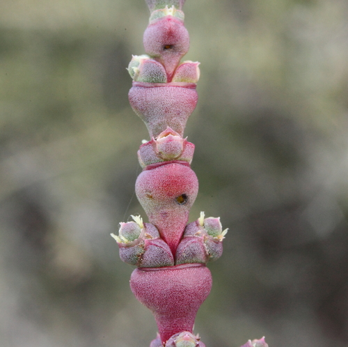 fused glasswort (Tecticornia syncarpa)