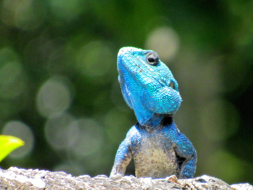 Tree Agama Complex - Photo (c) Peter Vos, some rights reserved (CC BY-NC), uploaded by Peter Vos