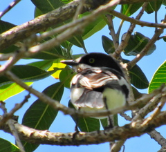 Batis molitor molitor